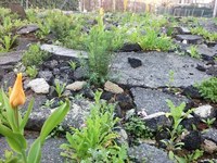 L’impermeabilizzazione del suolo aggrava il problema della canicola