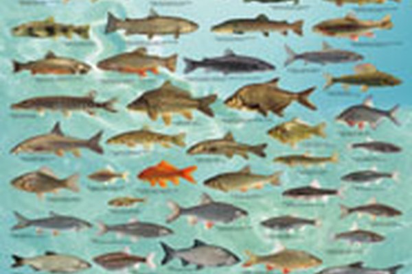 Sforzi per i pesci nelle Alpi