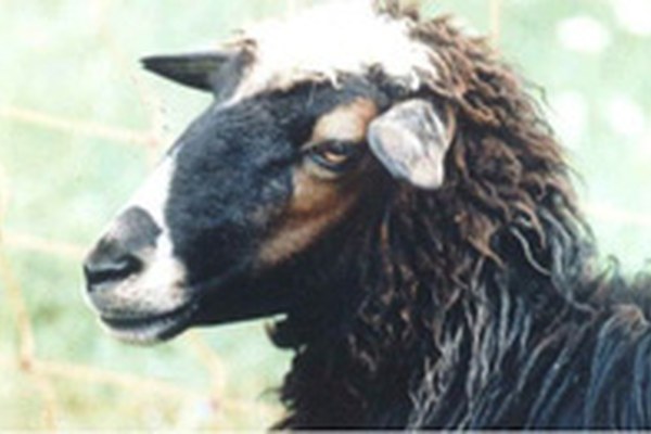 Primo incontro di coordinamento sulla pecora di razza Plezzana