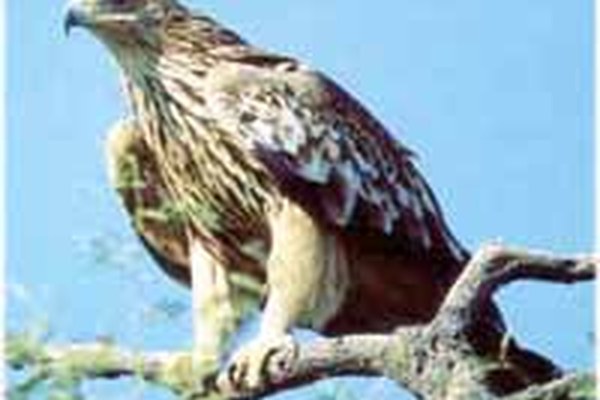 Gemellaggio tra Alpi e Carpazi