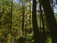 Francia: programma per migliaia di nuovi impianti di riscaldamento a legna per i comuni