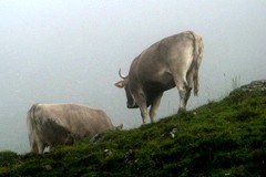 AgriMontana e AlpFUTUR