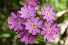 Perdita di specie nelle zone umide della Svizzera