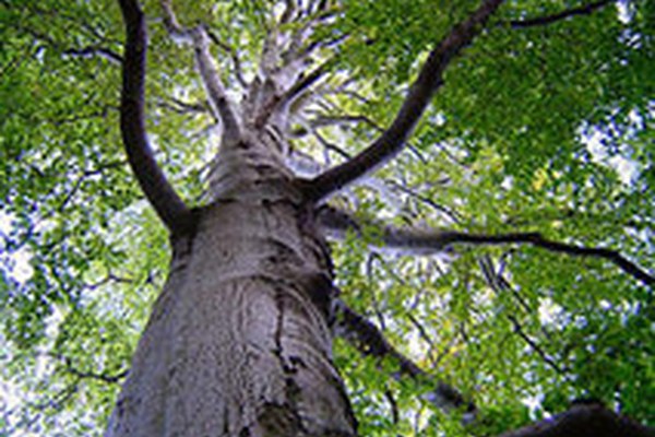 Pro Natura Svizzera compie 100 anni