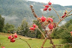 Rete delle regioni alpine