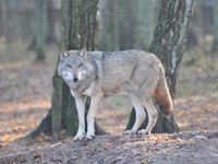 Grandi mammiferi e rapaci tornano a popolare le Alpi