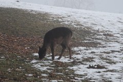 Nuova ricerca sul conflitto tra bosco e fauna selvatica in Germania
