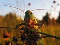 Premio Binding ai comuni Sur/CH e Krumbach/A