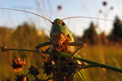 Premio Binding ai comuni Sur/CH e Krumbach/A