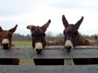 Elicottero? Trattore? Fuoristrada? Meglio l'asino.