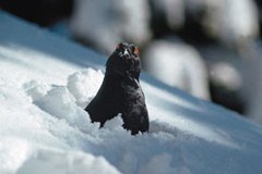 Attività ricreative causa di stress per i fagiani di monte