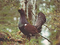 Da isole a reti ecologiche