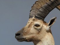 No alla caccia allo stambecco