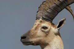 No alla caccia allo stambecco