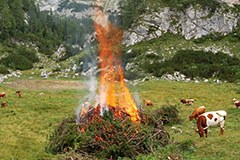 Marketing, pecore e colpi d'accetta per ripristinare i pascoli d'alpeggio