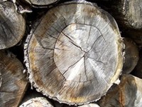 I Paesi alpini costruiscono Alleanze