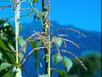 "Gene save": conservazione delle risorse genetiche agricole