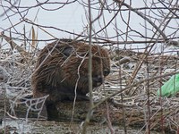 Castori alla riscossa