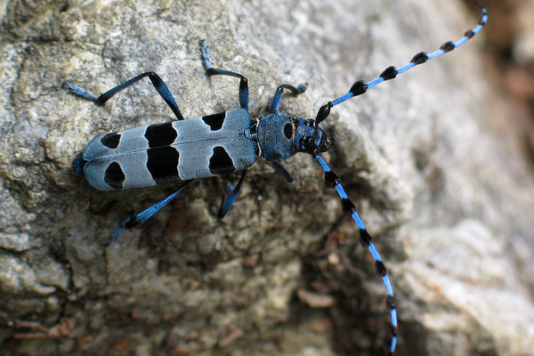 Elementari e a rischio