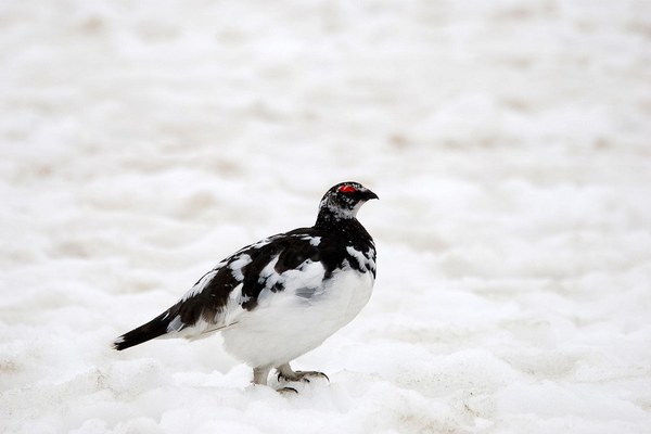 L’habitat si riduce, le rotte migratorie cambiano