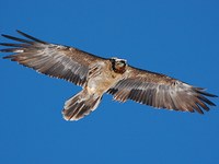 Nuovi nati in Francia, Austria e Italia