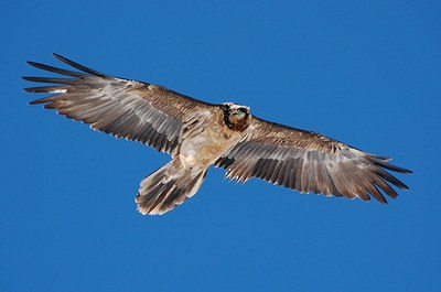 Nuovi nati in Francia, Austria e Italia