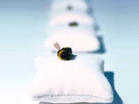 Alpinscena n° 106 - «Piccola ape, grande effetto»