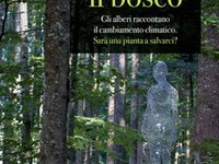 C'era una volta il bosco