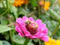 Gemeinsam für die Bienen