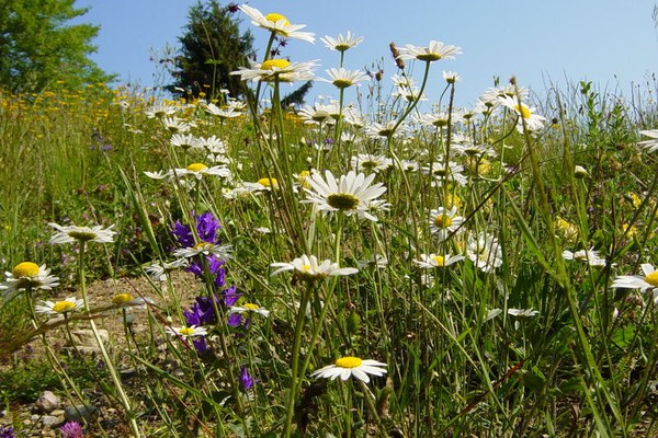 Naturvielfalt in den Alpen stärken