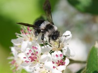 Weltbienentag am 20. Mai: Wildbienen im toten Winkel
