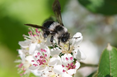 Weltbienentag am 20. Mai: Wildbienen im toten Winkel