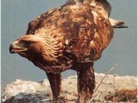 Positivbilanz der Schutzprojekte für Bartgeier und Steinadler