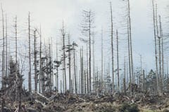 Schutzwirkung von Wäldern nach Borkenkäferbefall