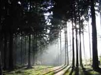 Forstliche Netzwerke zum Wissensaustausch