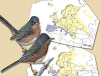 Brutvögel der Alpen durch Klimaänderungen bedroht