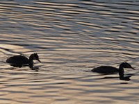 Legt der Klimawandel die Alpen trocken?