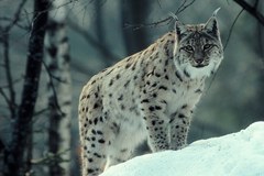 Rückkehr auf leisen Pfoten