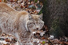 Neue Plattform der Alpenkonvention für grosse Wildtiere