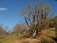 Berchtesgaden – Salzburg: Verbesserung der ökologischen Vernetzung von extensivem Grünland