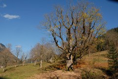Berchtesgaden – Salzburg: Verbesserung der ökologischen Vernetzung von extensivem Grünland