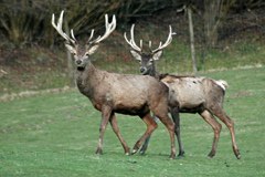 Deutschland erarbeitet nationales Programm zur Wiedervernetzung von Lebensräumen