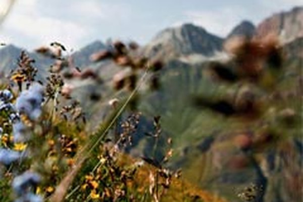 Ein Netzwerk für Fuchs, Mensch und Edelweiss