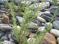 Deutsche Tamariske bringt Österreich EU-Beschwerde