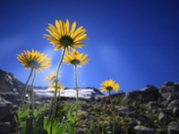Pflanzen leiden unter Klimawandel