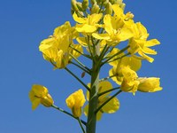 Gentechnik: Unheimlicher Passagier in den Alpen