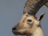 Klimawandel stärkt Steinbock