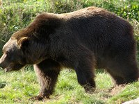 Bären: Die Verantwortung liegt bei uns