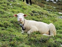 Drei Innovationen aus den Bergen