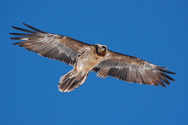 Küken in Frankreich und Österreich